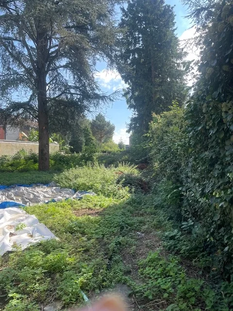 Grundstücksgrenze Hecke und Haus im Hintergrund