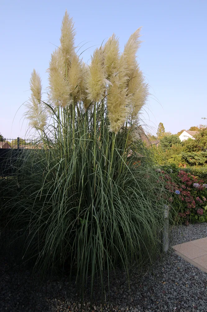 Blickfang