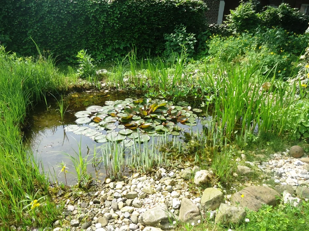 Gartenteich Mieter